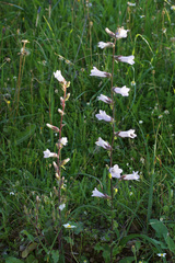 Campanula lyrata
