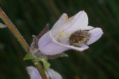 Campanula lyrata