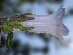 Campanula lyrata