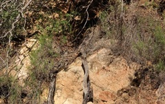 Sceloporus occidentalis longipes