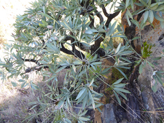 Cussonia paniculata paniculata