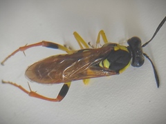 Macrophya postica