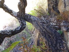 Cussonia paniculata paniculata