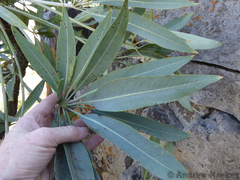 Cussonia paniculata paniculata