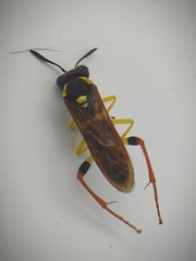Macrophya postica