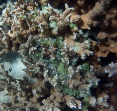 Kappaphycus alvarezii