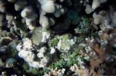 Kappaphycus alvarezii