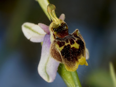 Ophrys fuciflora heterochila