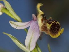 Ophrys fuciflora heterochila