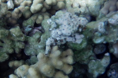 Cupolaconcha meroclista