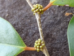 Securinega durissima