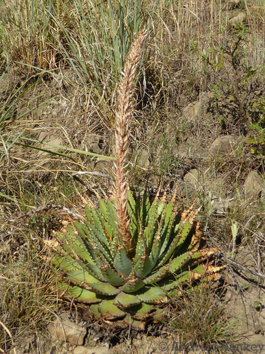 Meadow Aloe (Aloe pratensis)