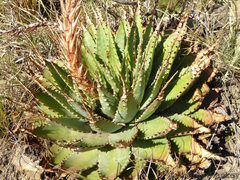 Aloe pratensis