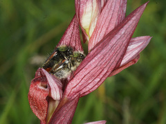Serapias politisii