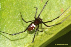 Latrodectus renivulvatus