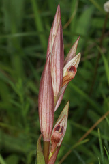 Serapias politisii