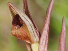 Serapias politisii