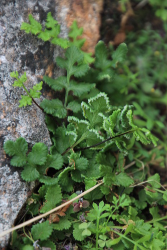 Image of Cheilanthes capensis by (c) Tony Rebelo, some rights reserved (CC BY-SA)
