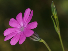 Silene cretica