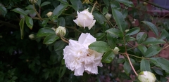 Rosa
