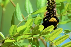 Bombus pensylvanicus image