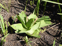 Ledebouria floribunda