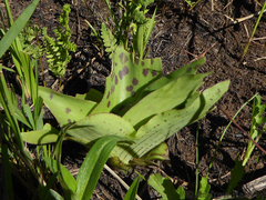 Ledebouria floribunda