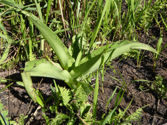 Ledebouria floribunda