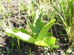 Ledebouria floribunda