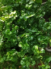 Alternanthera sissoo