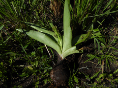Ledebouria floribunda