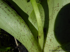 Ledebouria floribunda