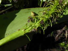 Ledebouria floribunda