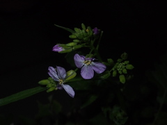 Raphanus sativus longipinnatus