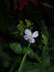 Raphanus sativus longipinnatus