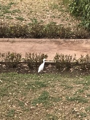 Bubulcus ibis
