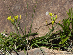 Albuca rupestris