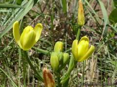 Albuca rupestris