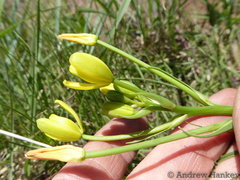 Albuca rupestris