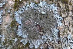 Parmelia ernstiae