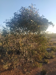 Hakea laurina