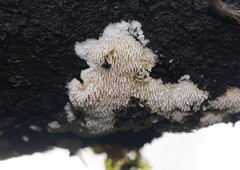 Dentipellicula leptodon