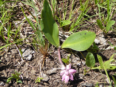 Resnova lachenalioides