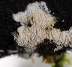 Dentipellicula leptodon