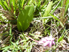 Resnova lachenalioides