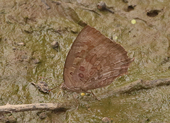 Arhopala amantes