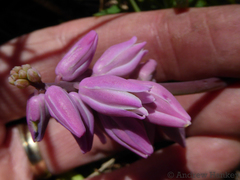 Resnova lachenalioides