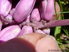 Resnova lachenalioides