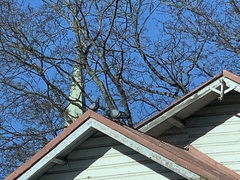 Columba livia domestica