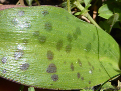 Resnova lachenalioides